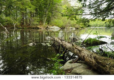 A fallen hemlock tree onto the waters of Burr Pond in the springtime located in Torrington connecticut.