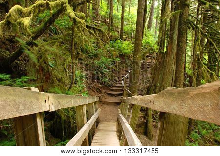 Wooden Bridge in a Moss Forest in Olympic National Park