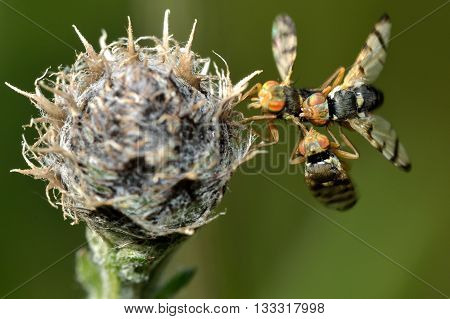 Urophora jaceana galls flies mating on host plant. Flies in the family Tephritidae on black knapweed (Centaurea nigra) in which larva develop in chambers within galls on the flowerhead