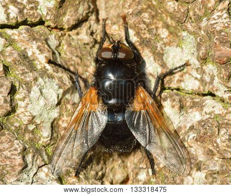 Noon fly (Mesembrina meridiana). Large fly in the family Muscidae at rest showing orange coloration at base of wings