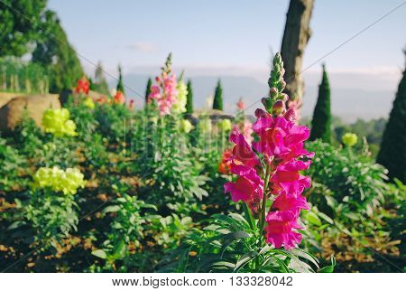 Colorful flowers in a botanical garden, Thailand. Filter color.