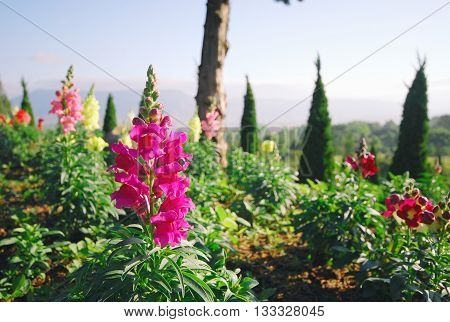 Colorful flowers in a botanical garden, Thailand. Filter color.