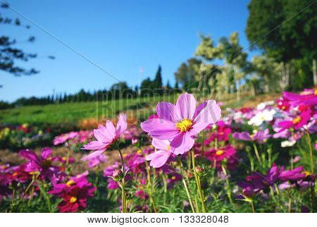 Cosmos flowers in a garden with blue sky background.