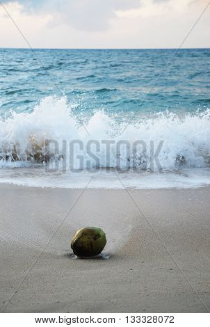A fallen coconut on the beach with beautiful sea background.