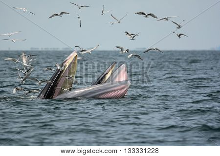 Mother whale and her calf are hunting shrimps. Bangtaboon bay Phetchaburi Thailand.