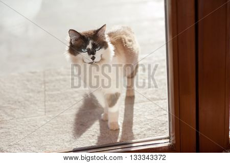 fluffy cat is looking out the window