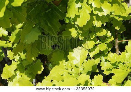 Oak (lat. Quércus) is a genus of trees and shrubs in the Beech family (Fagaceae), the leaves of oak, very original