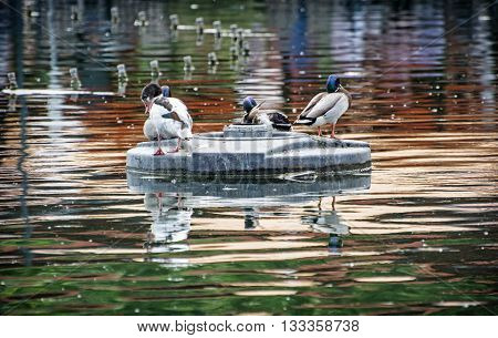 Mallard ducks - Anas platyrhynchos - resting on an islet in the middle of the lake. Bird scene. Beauty in nature. Animal theme. Reflections in water. Group of drakes.