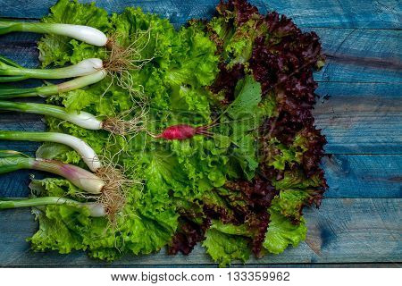 Fresh Salad Scallions And Radish
