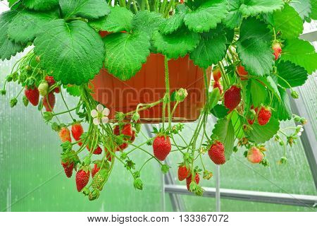 Potted Riped Garden Strawberry Hanging In Greenhouse