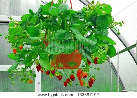 Potted Riped Garden Strawberry Hanging In Greenhouse