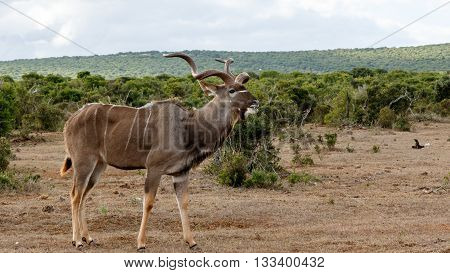 Good Grass - Greater Kudu - Tragelaphus Strepsiceros