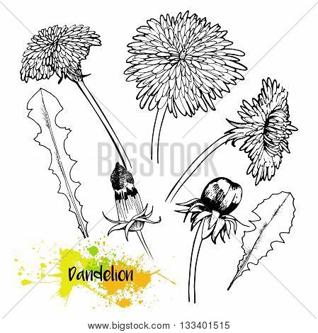 Vector hand drawn set of dandelion blossom. Summer medical plants in engraved style. For medicine coocking gardening or decorating.
