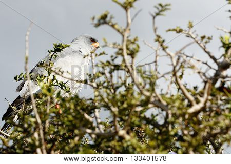 Eye Look - Pale Chanting Goshawk - Melierax Canorus