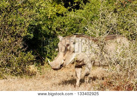 Shy Look - Phacochoerus Africanus  The Common Warthog