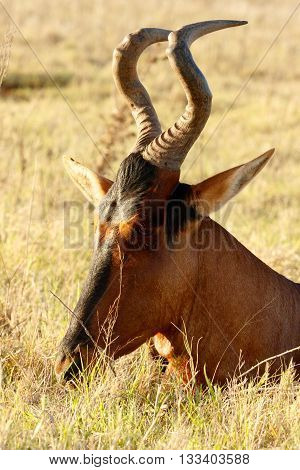 I Hear You - Red Harte-beest - Alcelaphus Buselaphus Caama