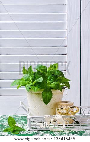 Green mint sprouts in a pot on a wooden background. Selective focus.