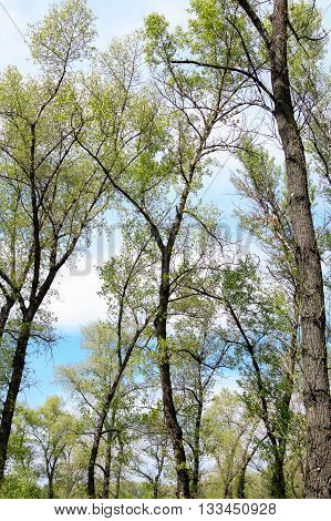 The trees in the woods in early spring stretch into the sky. Morning.