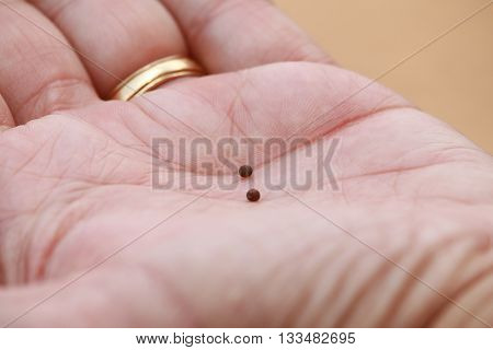 Mustard seeds in the palm of hand