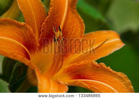 Vibrant orange tiger lily in full bloom