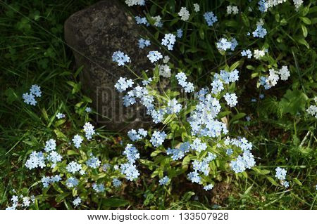 Forget-me-not blooms in may. Particularly good scattering of small blue flowers among the bright green spring grass.
