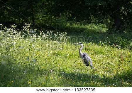 Grey Heron in Frederiksberg Park in Denmark