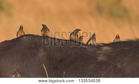Close up of oxpeckers on the back of a buffalo. Close up.