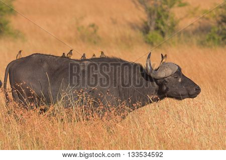 Close up of oxpeckers on the back of a buffalo. Full length view.