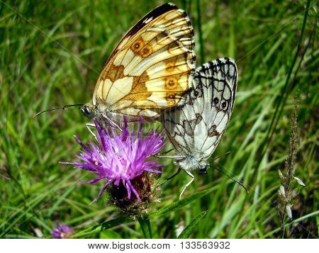 Close up of a pair of Marbled White (Melanargia galathea) Butterflies mating. The male has the black and white underwings and the female yellow and brown underwings