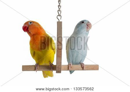 Lovebird And Forpus Playing Together