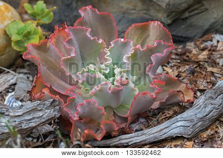 Closeup of Ruffled Echeveria, curvaceous succulents plant in green with rough curly red edge and raindrops, grown in Australia