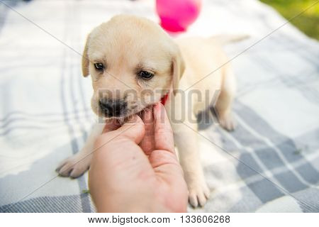 labrador puppy bites a human finge. A puppy dog nibbles on the hand of it's owner