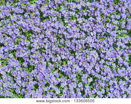 Aubrieta Tiny Blue Summer Flowers Background