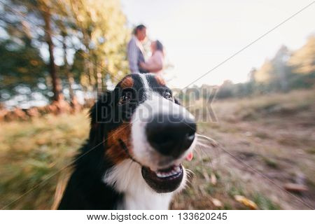 Portrait of happy young couple in stylish clothes feeding dog outside. autumn forest.