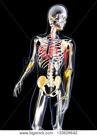 Anatomy - Chest Pain