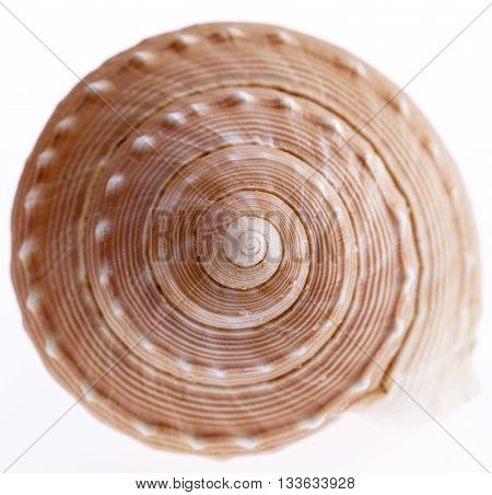 seashell of marine snail isolated on white background close up.
