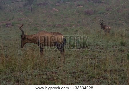 Red Hartebeest grazing in the Welgevonden Game Reserve in South Africa