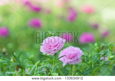 pink pusley flower in nature garden , portulaca oleracea