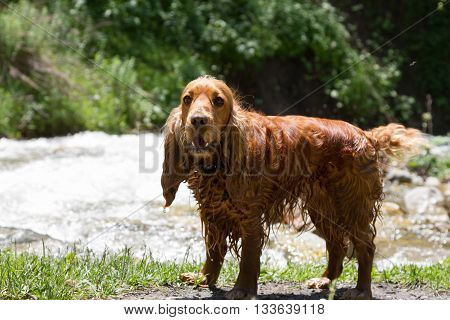 English Cocker Spaniel