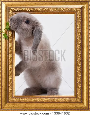 Adorable Rabbit Isolated On A White Background