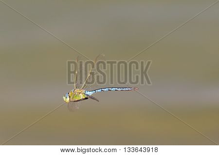 Blue dragonfly flying at lake Beletsi in Greece.