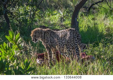 South African Cheetah ranges throughout the Welgevonden Game Reserve in South Africa