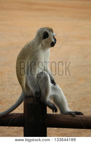Taking rest vervet monkey on the fence. Funny photo. Kruger National Park. Wild nature. Autumn in South Africa.