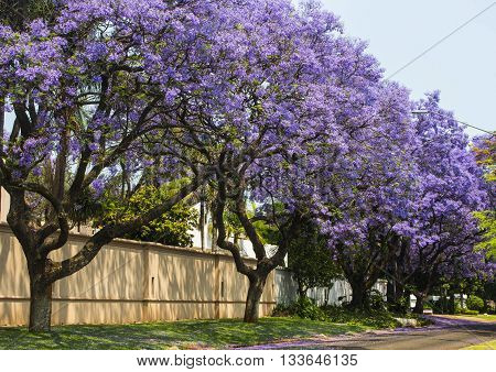 Street of beautiful purple vibrant jacaranda in bloom. Tenderness. Romantic style. Spring in South Africa. Pretoria.