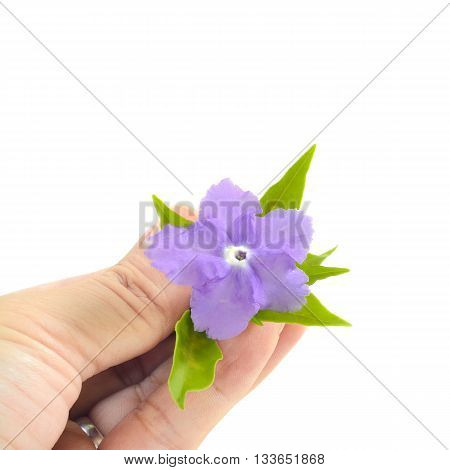 vilolet flower and green leaves on hands isolate white as background