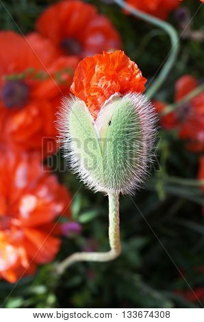 Bud of a poppy on a background of a flowering bush in summer
