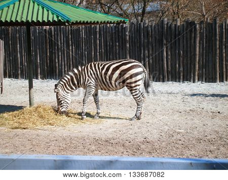 Zebra at the zoo eating hay in their pen