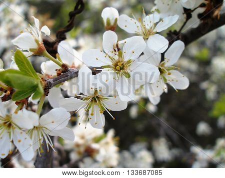 The branch of cherries with delicate flowers blossoming in spring
