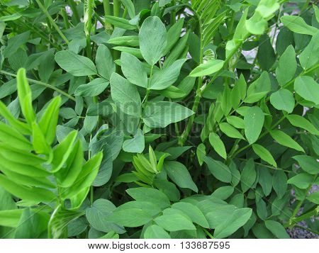 Galega, Galega officinalis, with green leaves in herb garden