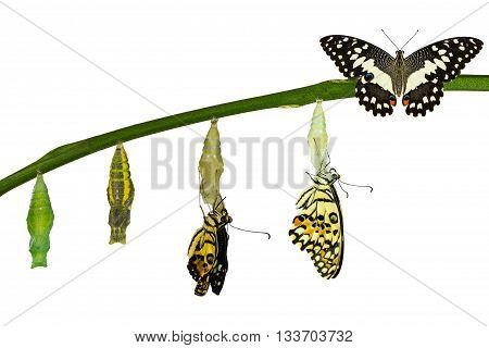 Isolated Transformation Of Lime Butterfly On White